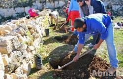 Palestinian Authority to plant 750,000 olive trees to compensate for settler attacks