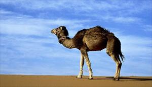3 Kamele in Qatar an SARS-Virus erkrankt