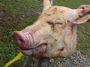 UK: Pig’s head stuck on a spike outside Portsmouth Islamic school