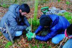UK: Young Muslims to continue tree planting mission