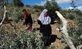 Jewish settlers chop down 250 olive trees