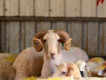Danish slaughter ban unites Jews and Muslims