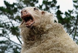 Denmark: OK to Rape Animals But Not OK to Have Halal and Kosher Meat