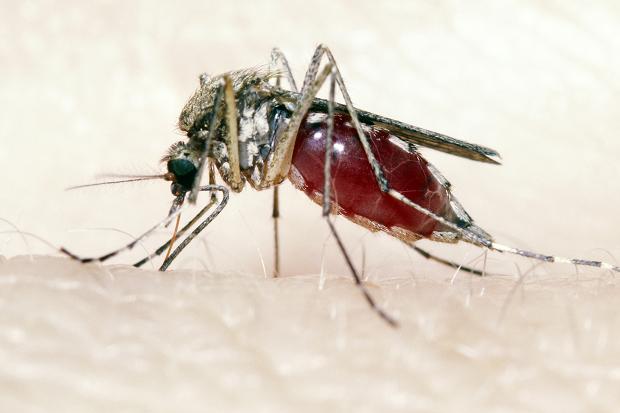 Homa ya Dengue