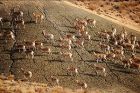 Umweltaktivisten verlangen Sperrung einer Strasse durch den Golestan Nationalpark 