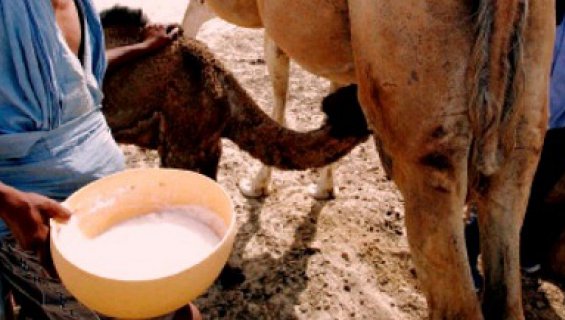 Selon deux chercheurs musulmans, le lait de chamelle permettrait de lutter contre le cancer