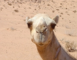 Ban on camels being sacrificed during Haj in Mecca
