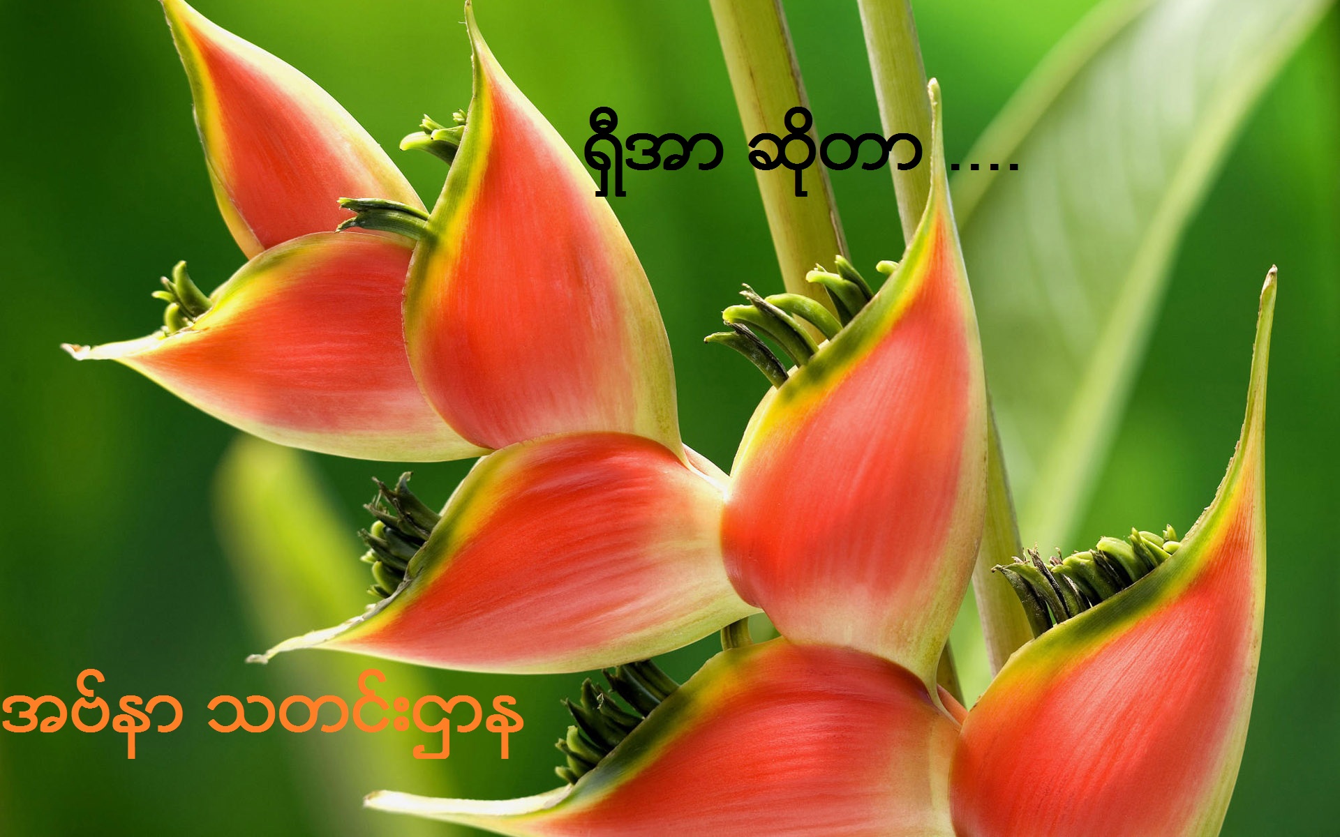 ရွီအာ ဆိုတာ .... (6)