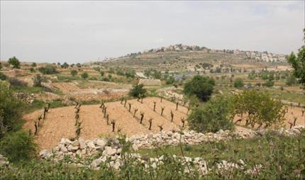 فلسطین کی زمینوں پرقبضہ کرنے کےلیے صہیونیوں کا نیا منصوبہ