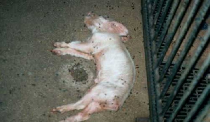 Dead pig left outside French mosque
