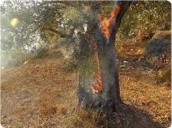 Jüdische Siedler zünden 200 Olivenbäume in Nablus an