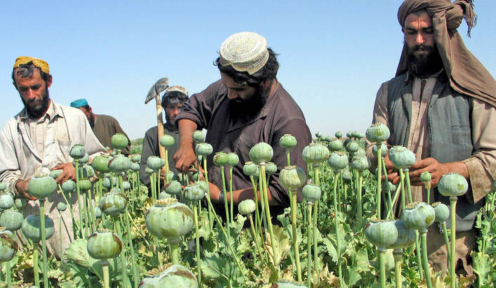 Taliban terrorists using drug money to finance attacls on Muslims