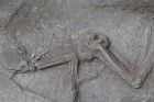 Archäologische Funde belegen siebentausendjährige Besiedlung Teherans 