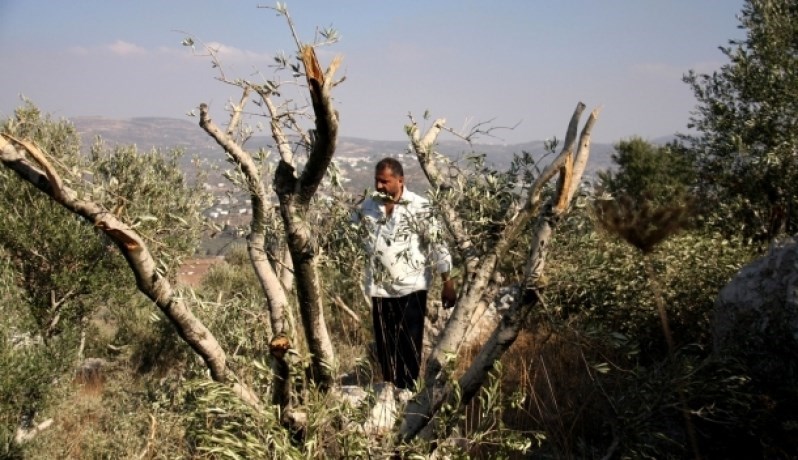 Jewish settlers cut 35 olive trees in al-Khalil