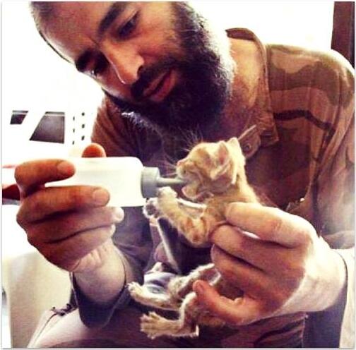 Islamic State of Cats; ISIS Cat propaganda