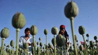 انسداد منشیات کے لیے ایران کو بین الاقوامی تعاون کی ضرورت
