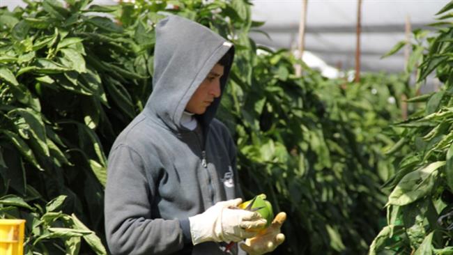 HRW: Israeli settlers violating international law by using Palestinian child laborers