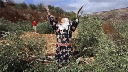 صہیونیوں کے ہاتھوں فلسطینی زرعی اراضی کی تباہی