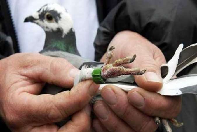 پاکستانی کبوتر ہندوستان میں گرفتار، انٹیلی جنس ایجینسیاں ہائی الرٹ