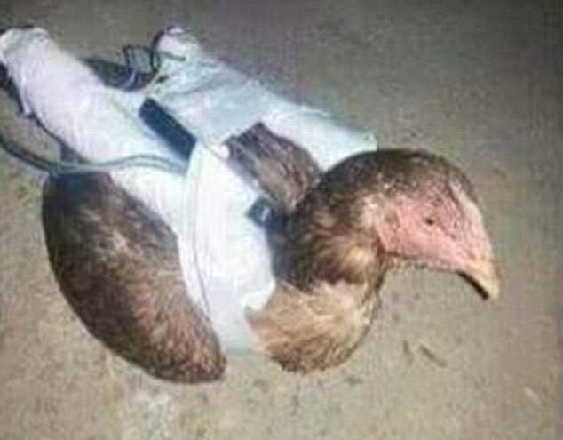 ISIS Developing Suicide Chicken + Pics