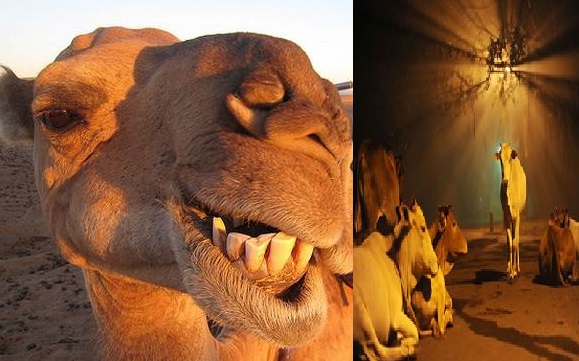 ہند میں گائے کی اور سعودی عرب میں اونٹوں کی قربانی پر پابندی