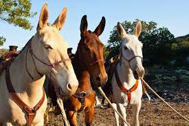 ISIS brings donkeys and mules to Shirqat, Iraq