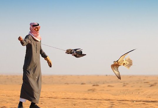 محافظ المثنى يروي تفاصيل عملية اختطاف الصيادين القطريين