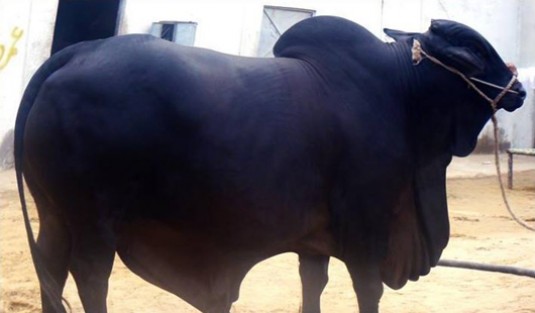ভারতে ২০১৫ সালের সেরা ‘ব্যক্তিত্ব’ গরু 