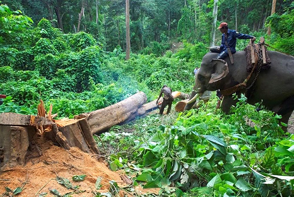သစ္ေတာျပဳန္းတီးမႈ ကာကြယ္ရန္ စနစ္မက်သည့္ သစ္ခုတ္လွဲစနစ္ ဖ်က္သိမ္းမည္