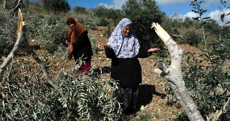 Israeli forces uproots 100 olive trees in Salfit