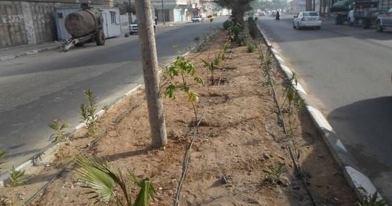 Gaza municipality planted 3000 saplings over past two months