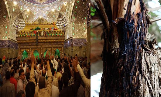 تصویری رپورٹ: وہ درخت جس پر امام حسین علیہ السلام کا سر مبارک لٹکایا گیا تھا