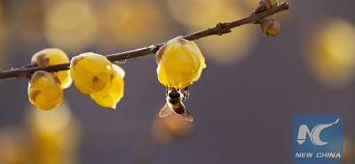 Un médecin palestinien utilise des piqûres d’abeille pour guérir des maladies    