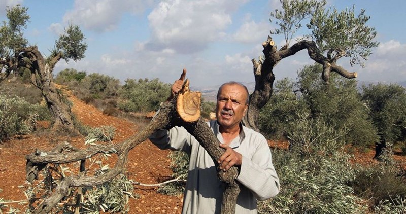 Israeli forces cuts down 50 olive trees in Qalqilia