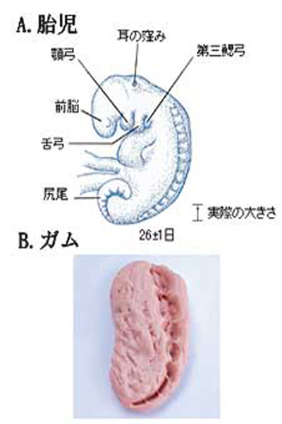 クルアーンの中では、人間の胎児の発育段階について次のように記述されている。