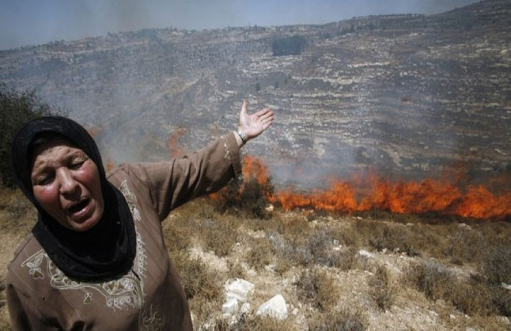 مستوطنون يحرقون أشجارا للفلسطينيين بالضفة