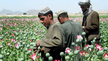 40 Prozent der weltweit produzierten Drogenmittel kommen an die iranischen Grenzen