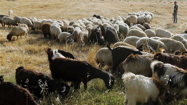 Israel rustles 450 goats from southern Lebanon