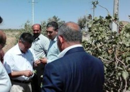 جاپان کا ایرانی پستوں کی برآمد پر دلچسپی کا اظہار