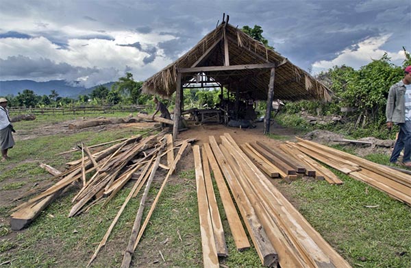 အစိုးရသစ္ လက္ထက္မွာလည္း အရွိန္မေသေသးတဲ့ တရားမဝင္ သစ္ေမွာင္ခုိ လုပ္ငန္းမ်ား