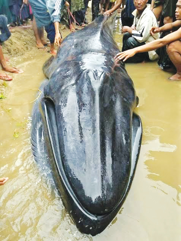ေသာင္တင္လာသည့္ ကမၻာ့ရွားပါးစာရင္း၀င္ ေ၀လငါးတစ္ေကာင္ကို ပင္လယ္ျပင္သို႔ ျပန္လႊတ္ေပး