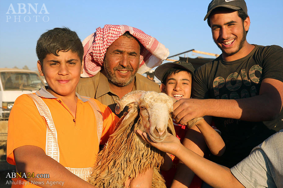 تقرير مصور / سوق الاغنام في انتظار عيد الاضحى السعيد