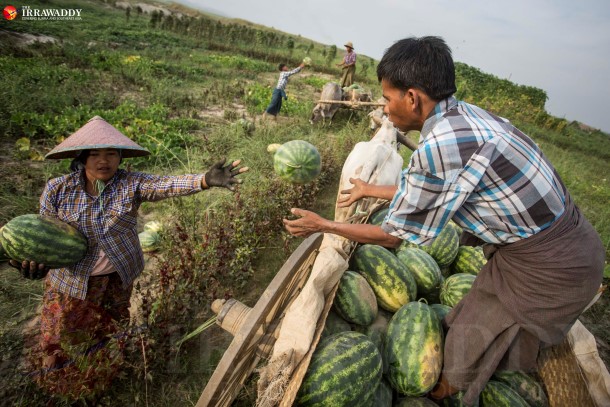 မႏၱေလးတြင္ တရုတ္လုပ္ငန္းရွင္မ်ား သီးႏွံ လာေရာက္စိုက္ပ်ိဳးမႈမ်ားရွိေန