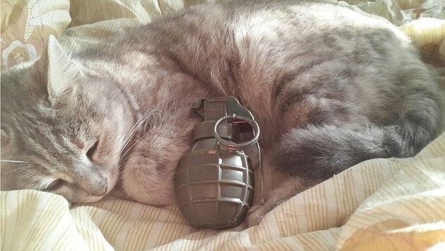 ISIS' fatwa forbids breeding of cats in Mosul, Iraq 