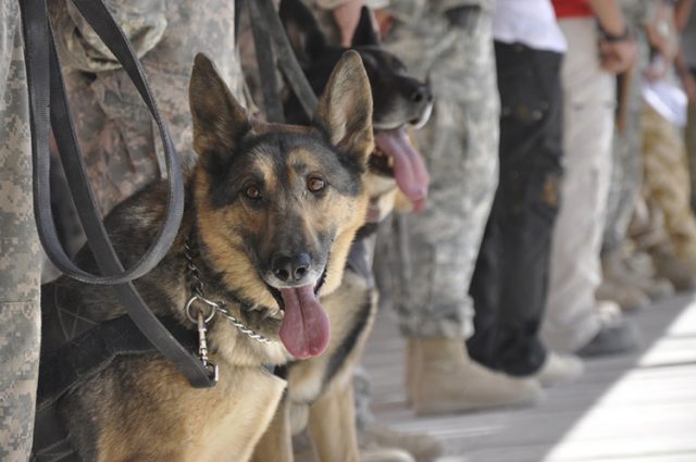 “El Daesh Utiliza Perros Suicidas con Fines Terroristas” 