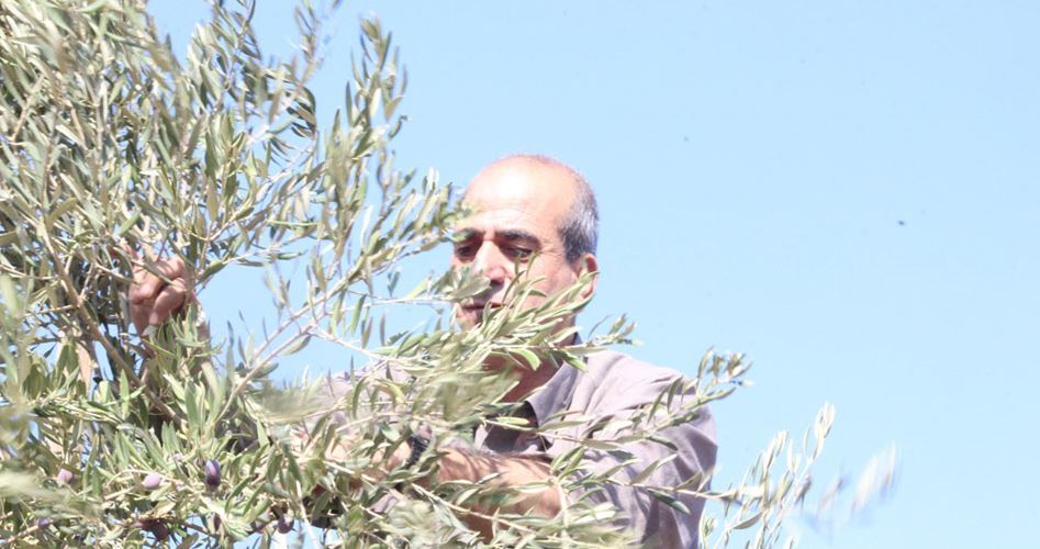 Zionist forces bars farmers from entering their olive groves south of Nablus
