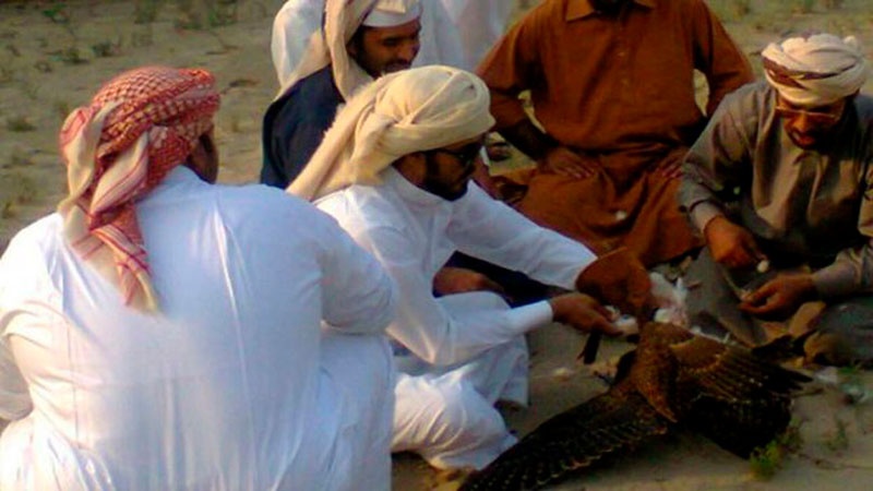 آل سعود و آل یہود پاکستان میں بدامنی کے خواہاں/ تلورکے شکارکی آڑ میں پاکستانی لڑکیوں کا جنسی استحصال