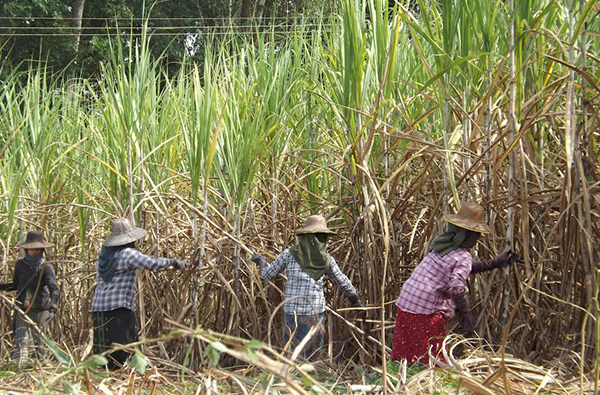 ေအာင္လံႏွင့္ ေတာင္တြင္းႀကီးတြင္ ႀကံခုတ္လုပ္သား ရွားပါးေနျခင္းေၾကာင့္ ေစ်းတုိးျမႇင့္ေပးၿပီး ေခၚယူေနရ