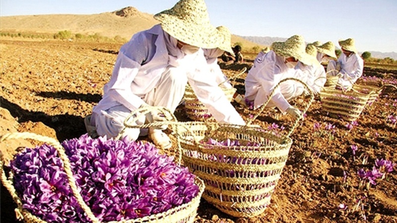 صوبہ خراسان رضوی کے شہر تربت میں ایران کا پہلا زعفران بینک 