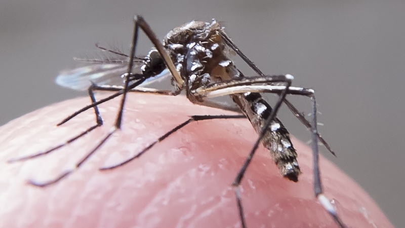 Prefeitura do Rio de Janeiro lança campanha para deter proliferação de Aedes no verão